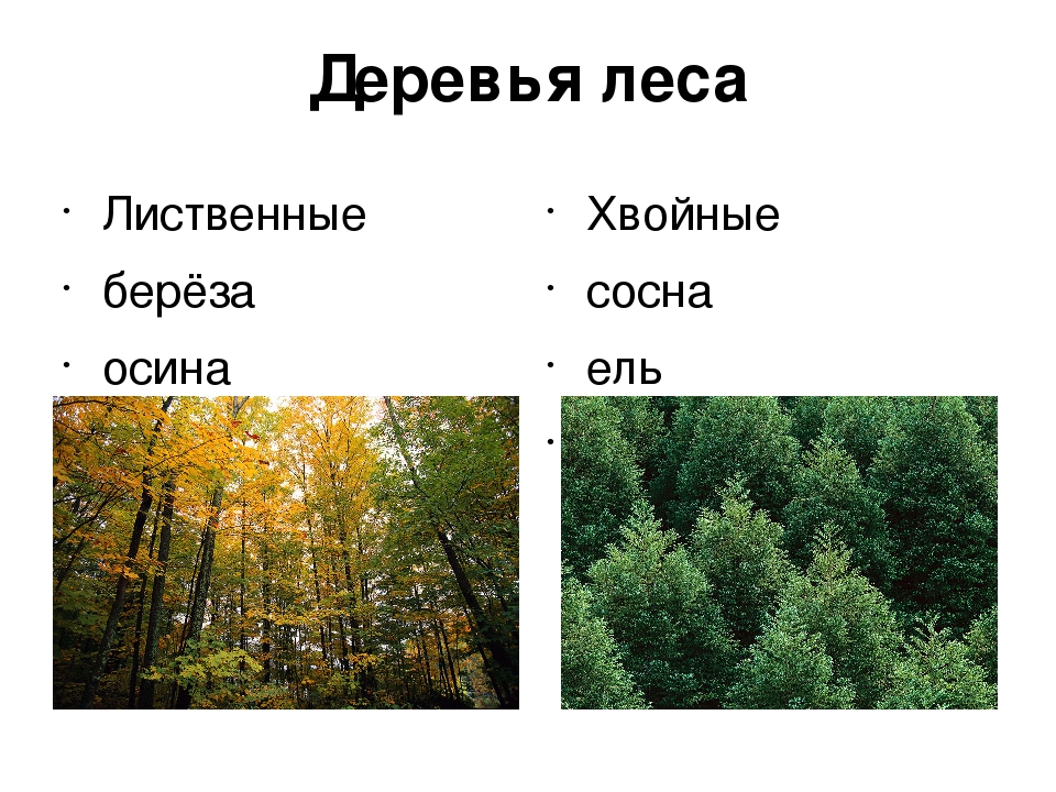 Кедр хвойное или лиственное. Деревья лиственного леса. Деревья бывают хвойные и лиственные. Сосна это лиственное дерево. Ель и лиственное дерево.