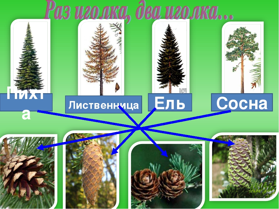 Сосна растение сосна ель лиственница. Ель сосна кедр пихта. Ель сосна пихта лиственница. Кедр ,лиственница,пихта. Ель сосна лиственница.