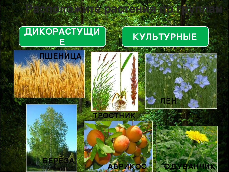 Культурные травянистые