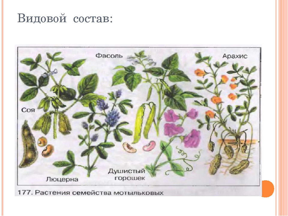 Семейство бобовые представители. Семейство бобовые представители рисунок. Бобовые видовой состав. Рисунок Мотыльковые растения. Бобовые Мотыльковые рисунок.