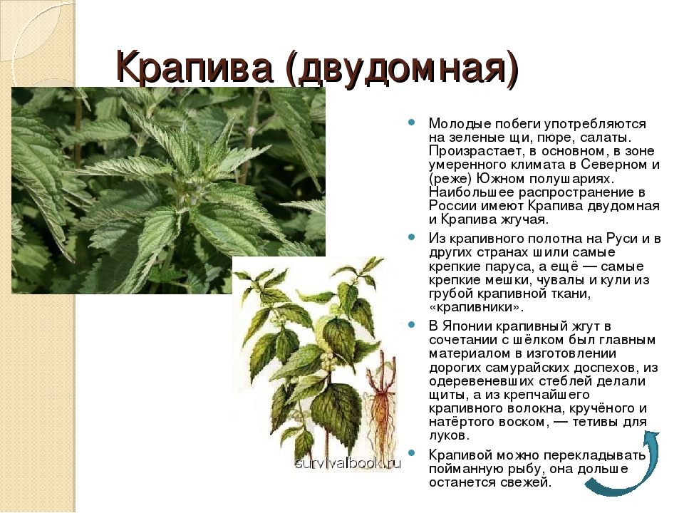 Рассмотрите фотографию листа крапивы двудомной