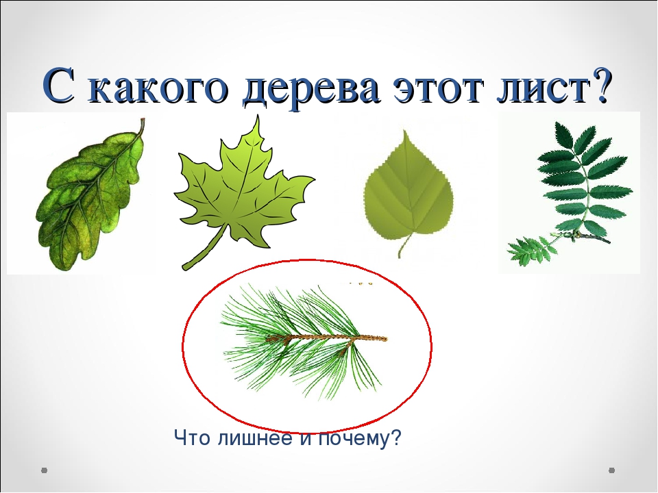 Год какого дерева. С какого дерева лист. Чей лист дерева. Угадай с какого дерева листок. С какого дерева лист картинки.