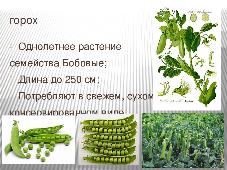 Горох кратко. Горох презентация. Растения семейства бобовых. Горох бобовые. Однолетние растения горох.