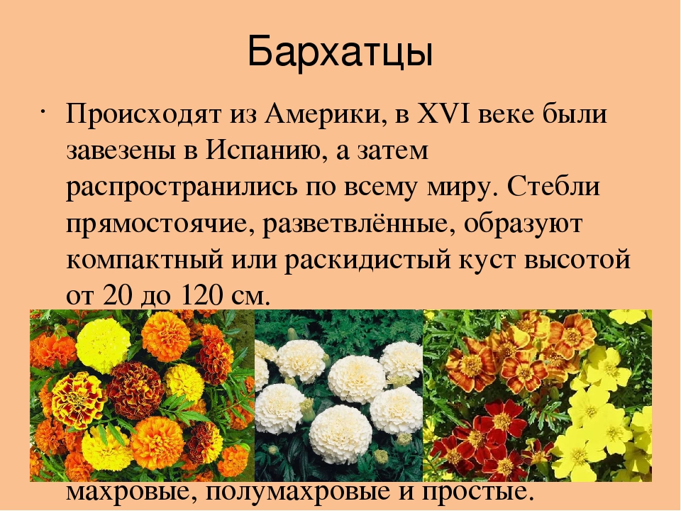 Бархатцы фото цветов и названия и описание внешности