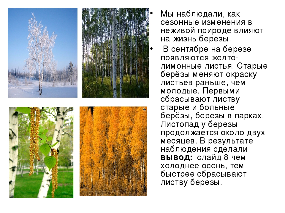 5 изменений в природе. Сезонные изменения березы в природе. Сезонные изменения в жизни березы. Береза времена года. Изменение березы осенью.