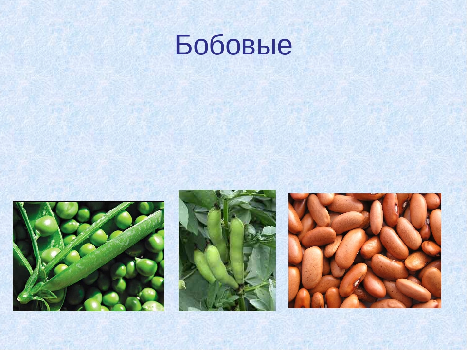 Бобовые это. Зернобобовые растения. Бобовые овощные растения. Зернобобовые растения названия. Культурные бобовые растения названия.