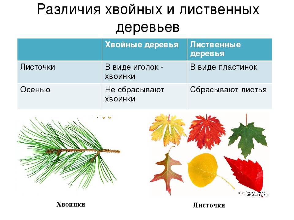 Конспект 1 класс особенности лиственных растений. Хвойные и лиственные растения различия. Различия хвоинок у хвойных деревьев. Лиственный и хвайные деревья. Листовые деревья и хвойные.