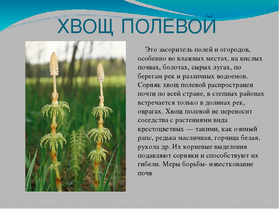 Хвощ полевой лечебные свойства и противопоказания отзывы. Хвощ полевой сорняк. Применение хвощей. Хвощ сорняк огородный. Сорняк хвощ на огороде.
