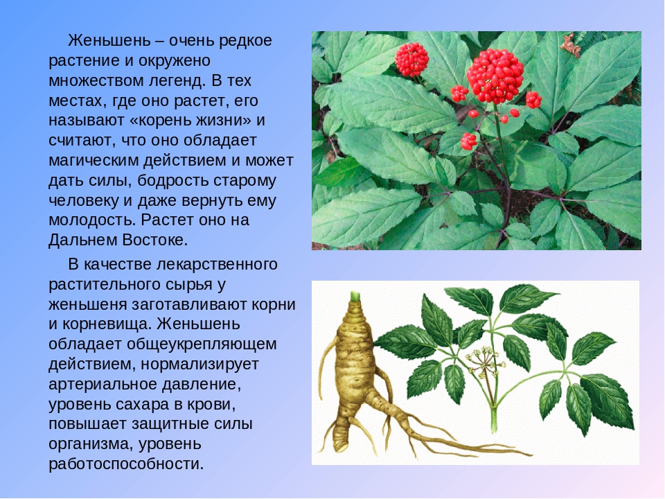 Женьшень питательный. Растения Приморского края женьшень. Женьшень Аралиевые. Уссурийский женьшень. Женьшень обыкновенный красная.