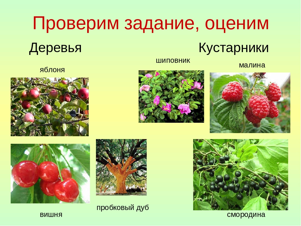 Кустарники примеры. Покрытосеменные кустарники. Покрытосеменные кустарники названия. Цветковые растения кустарники.