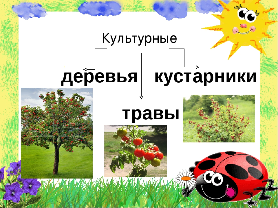 Культурные деревья