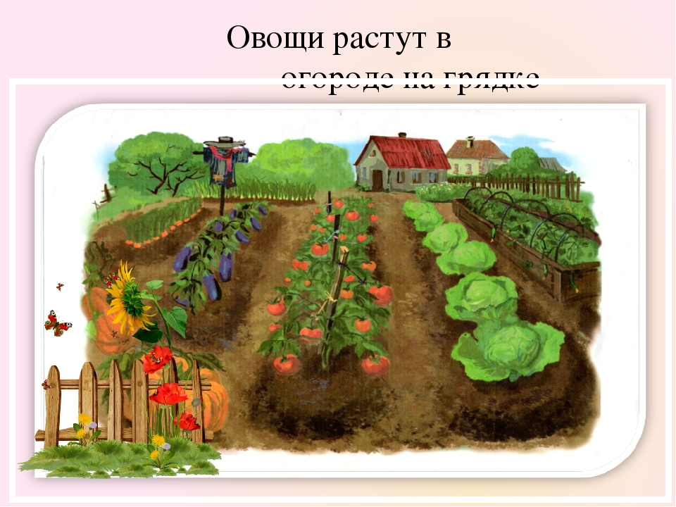 Огород для детей. Овощи растут в огороде. Огород с овощами для детей. Овощи растут на грядке. Иллюстрация огорода для детей.