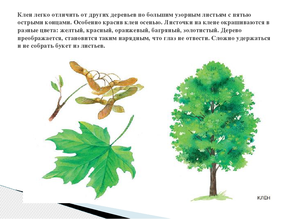 Дерево окружающий мир 1 класс. Клен дерево описание для детей. Клен описание для гербария для детей. Клён описание дерева для гербария. Клен описание для детей.