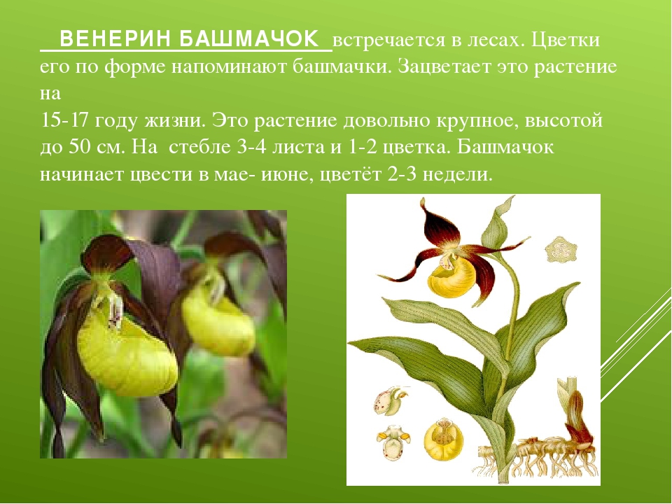 Растение венерин башмачок фото и описание