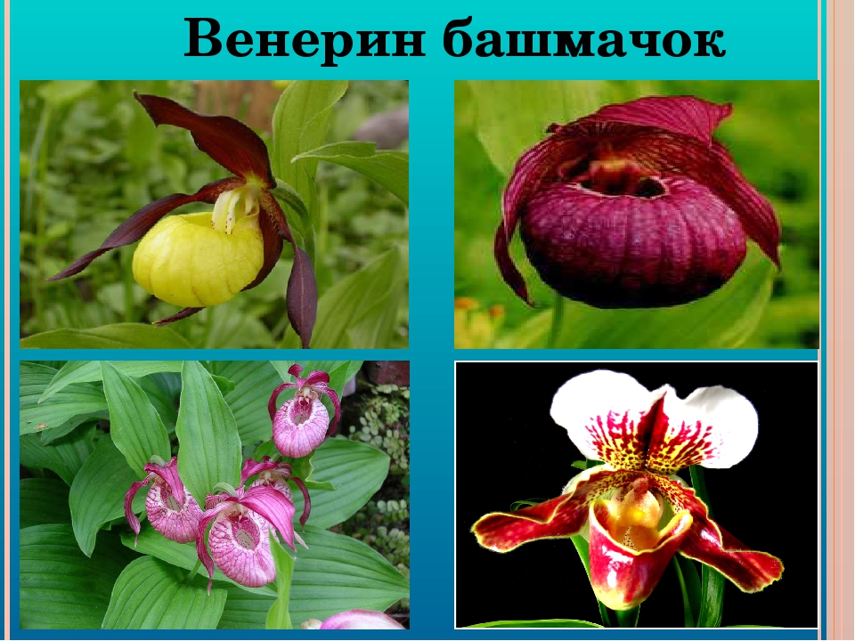 Цветы венерин башмачок фото и описание