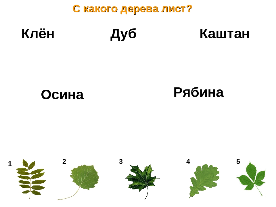 Определи какому дереву. Клен ясень вяз липа рябина. С какого дерева лист. Листья деревьев с названиями для детей. Определи с какого дерева лист.