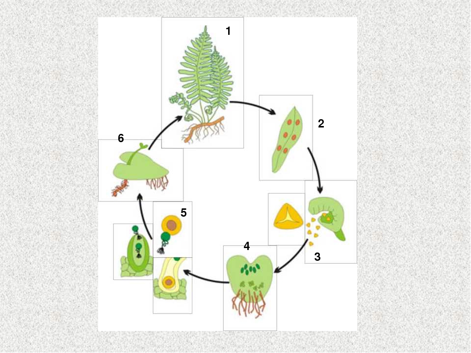 Жизненный цикл размножения папоротника. Жизненный цикл папоротника схема. Цикл размножения папоротников 7 класс. Жизненный цикл мхов папоротников хвощей и плаунов.
