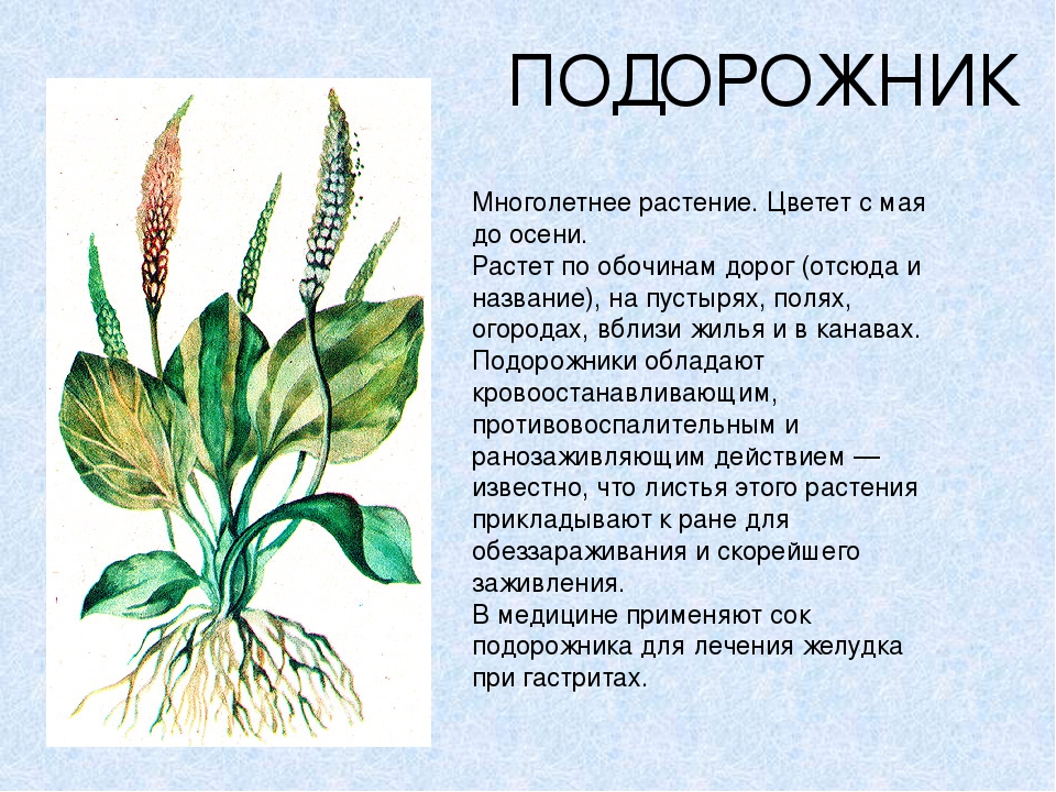 Сообщение о растении 2 класс окружающий. Подорожник многолетнее растение?. Паспорт растения подорожник. Подорожник описание растения. Рассказ о подорожнике.