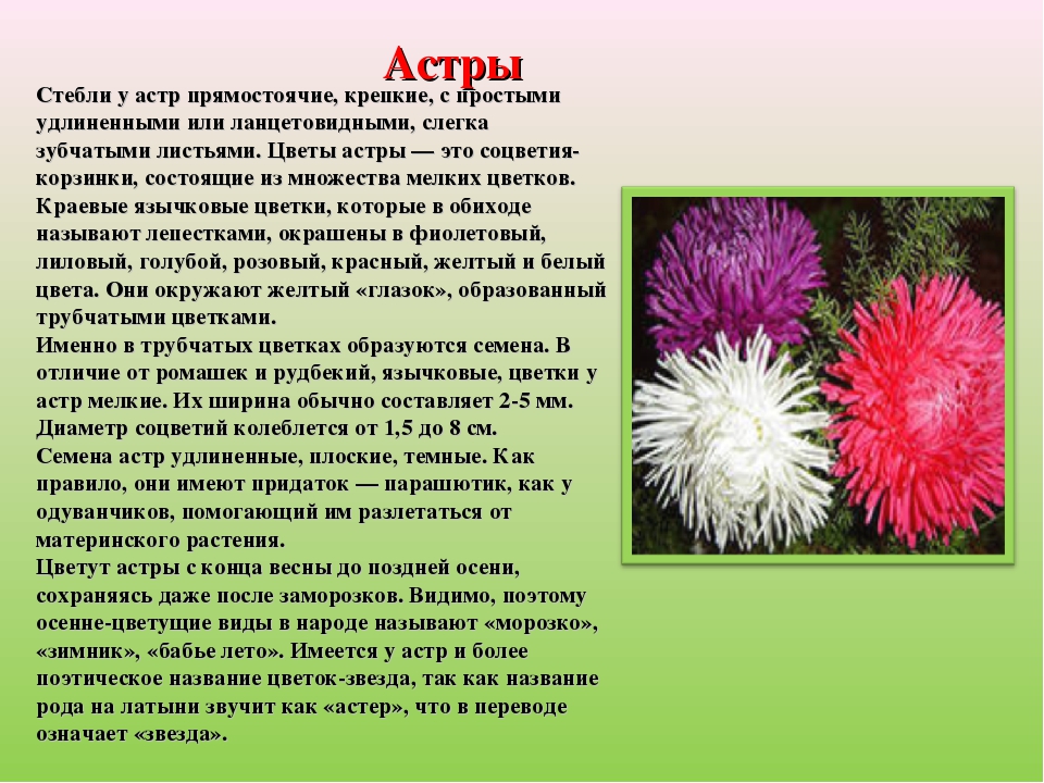 Где находятся астры. Астра цветки язычковые. Культурные растения Астра. Астра описание. Астра цветок описание.