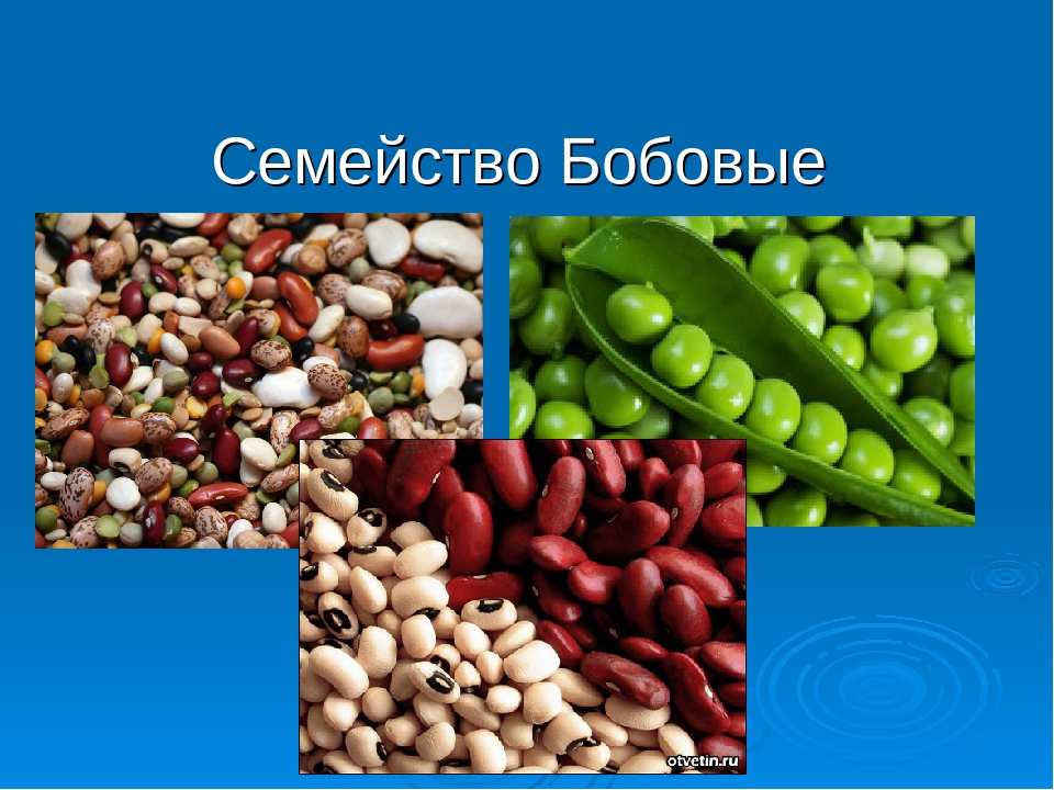 Бобовые определение. Бобовые биология 6 класс. Семейство бобовые представители. Растения семейства бобовых. Бобовые культурные растения.