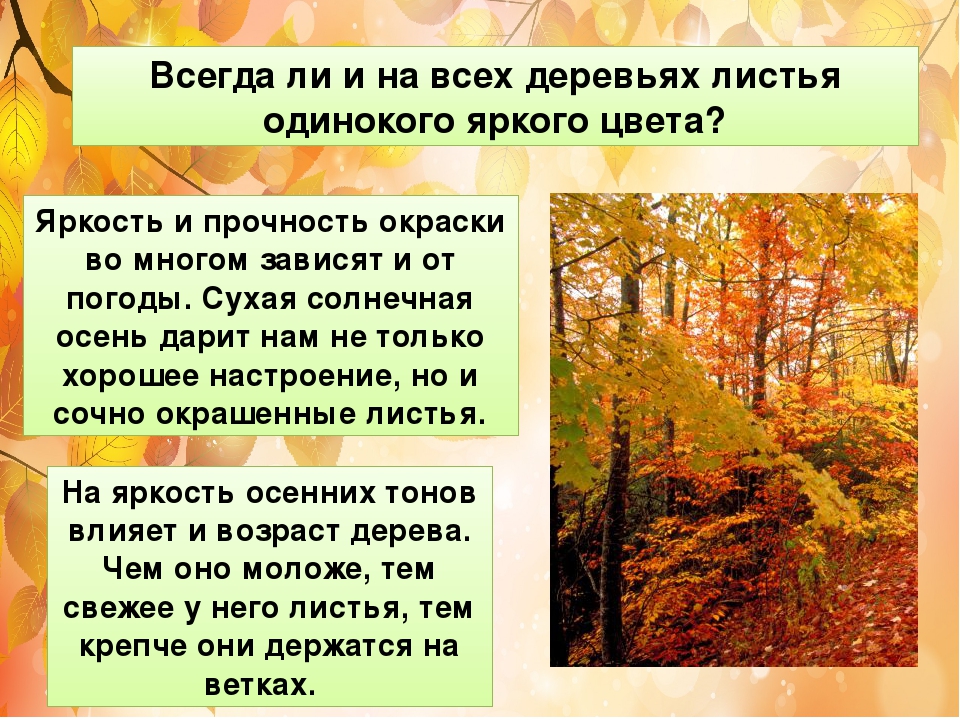 Наблюдения в природе осенью. Осенние явления в жизни растений. Осенние явления в жизни растений и животных. Изменения в природе осенью. Жизнь растений осенью.