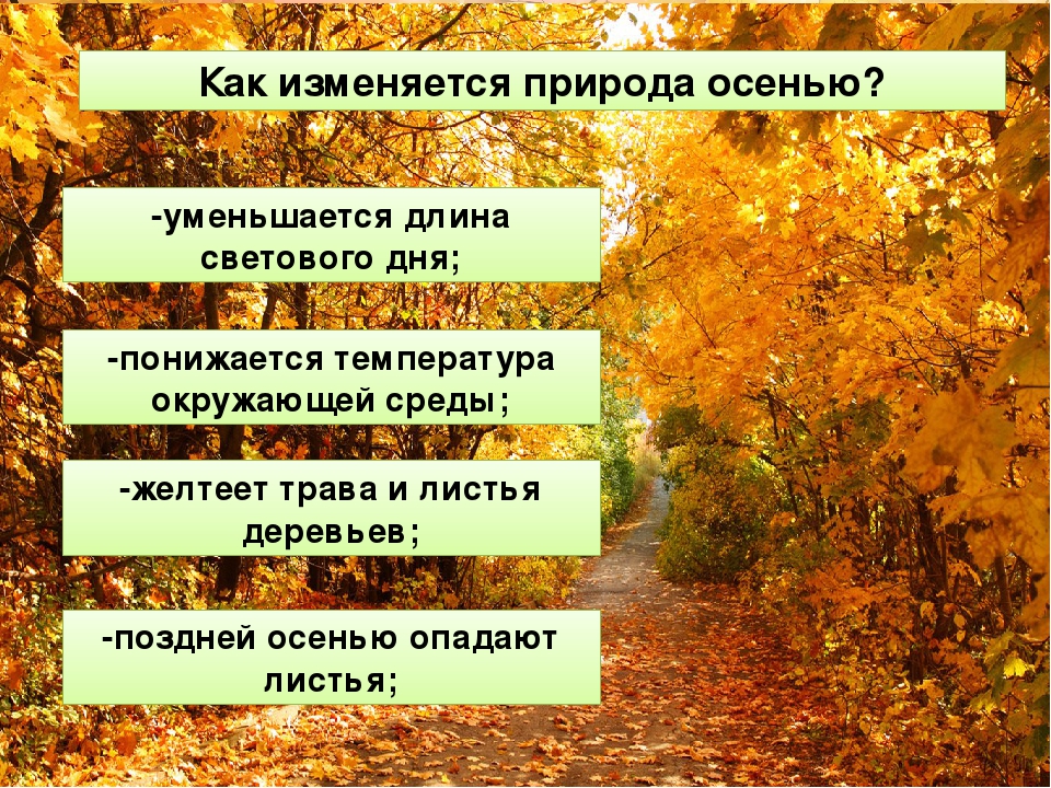 Изменения осенью. Осенние изменения в природе. Изменения в природе осенью. Жизнь растений осенью. Осенние явления в жизни растений.