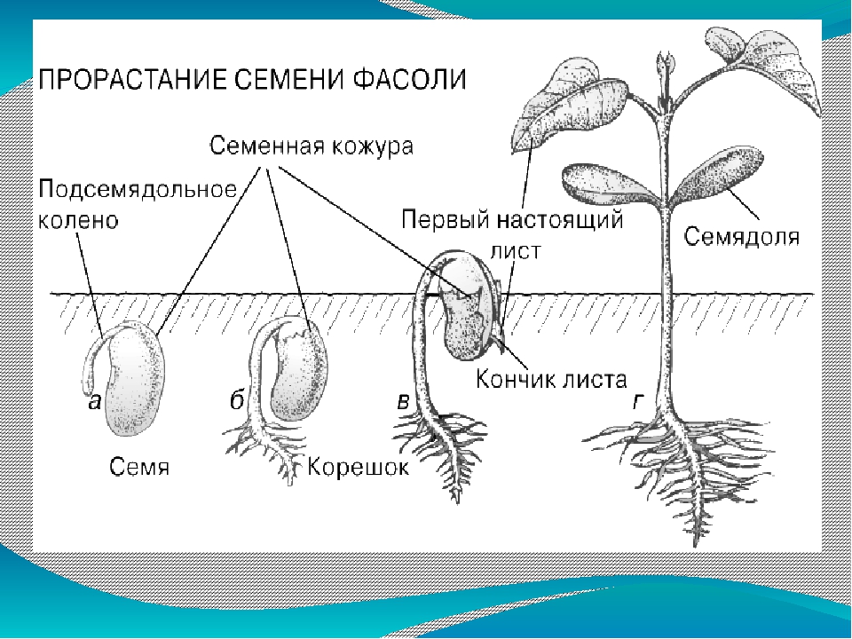 Главный корень у семени. Схема прорастания семян тыквы. Прорастание семян рисунок с подписями. Корневая система проростка фасоли. Схема прорастания растения.