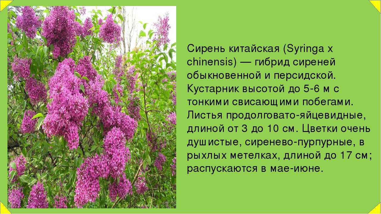 Описание сирени. Кустарник сирень доклад. Сообщение о сирени по биологии. Сирень обыкновенная доклад. Сирень это дерево или кустарник ответ.