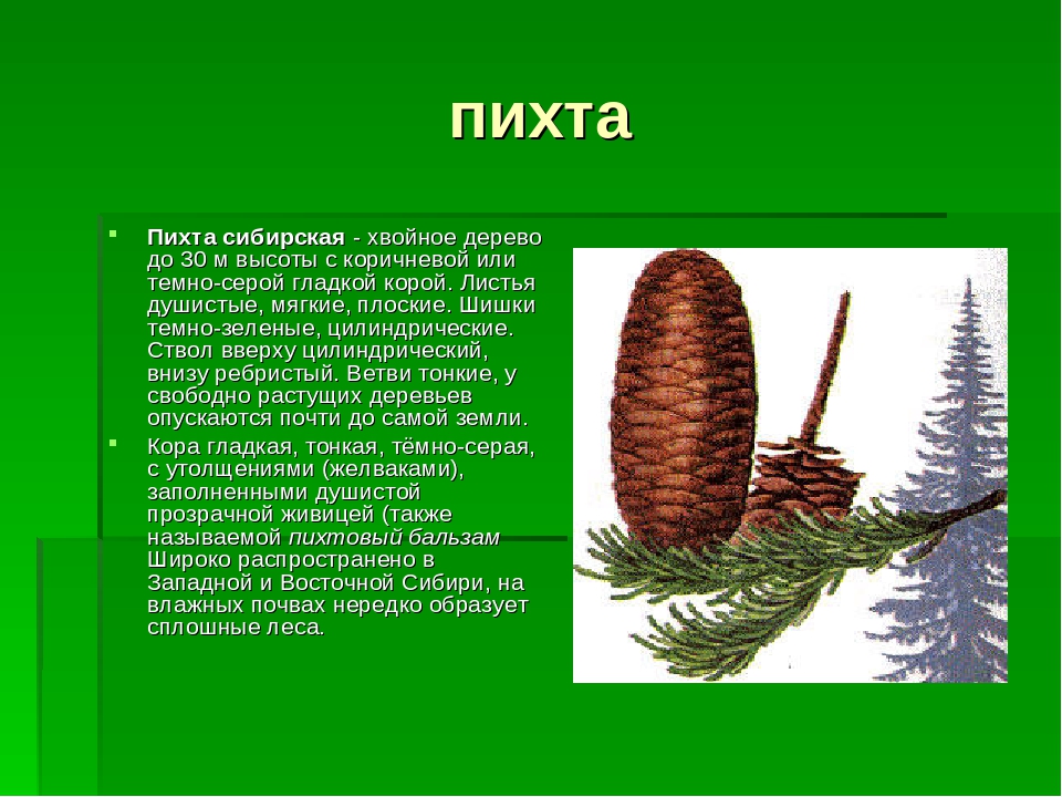 Пихта описание. Пихта Сибирская шишки описание. Пихта Сибирская строение шишек. Строение шишки пихты сибирской. Пихта Сибирская расположение хвоинок.