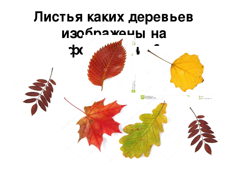 Деревья и их листья. От какого дерева лист. От каких деревьев эти листья. Лист какого дерева изображен. От какого дерева листик.