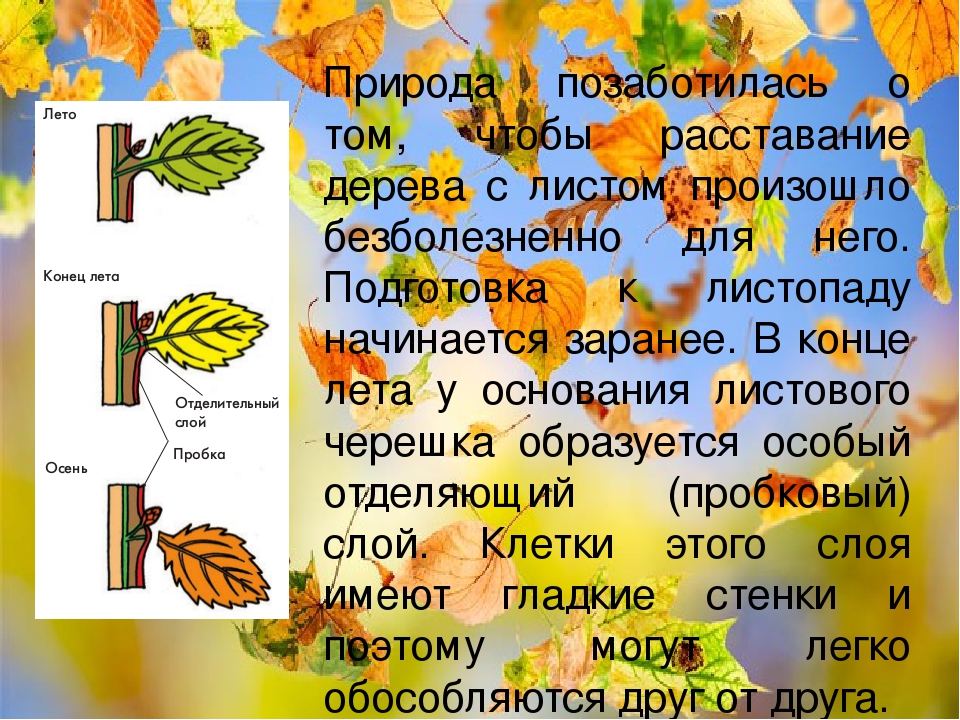 Почему опадают листья. Причины опадения листьев. Почему деревья сбрасывают листья. Почему листья опадают с деревьев. Почему опадают листья осенью.