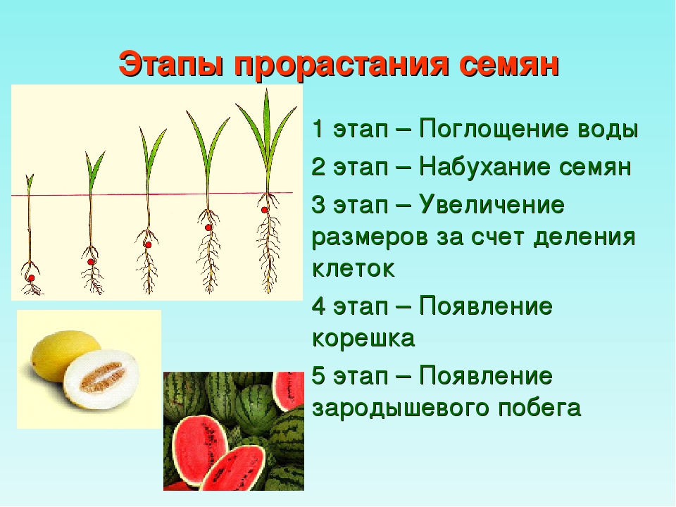 Периоды развития семян съедобные семена деревьев