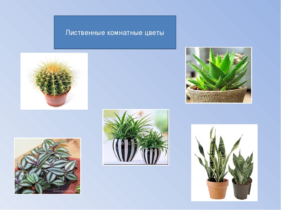 Комнатные растения зеленые не цветущие фото и названия
