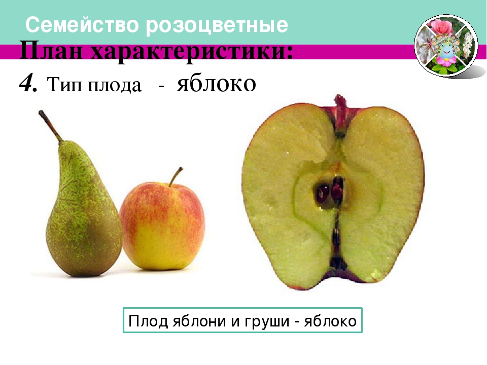 Процесс плод за плодом снимаем дивный 7. Яблоко (Тип плода). Плод яблоко семейство Розоцветные. Тип плода яблони. Розоцветные Тип плода.