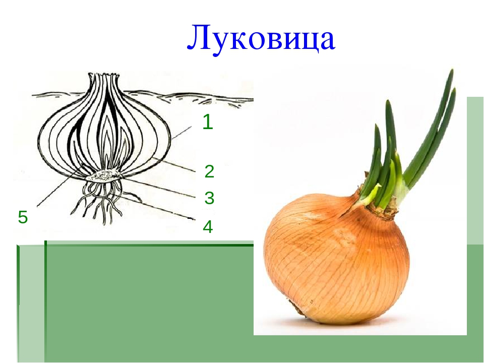 Луковица имеется у