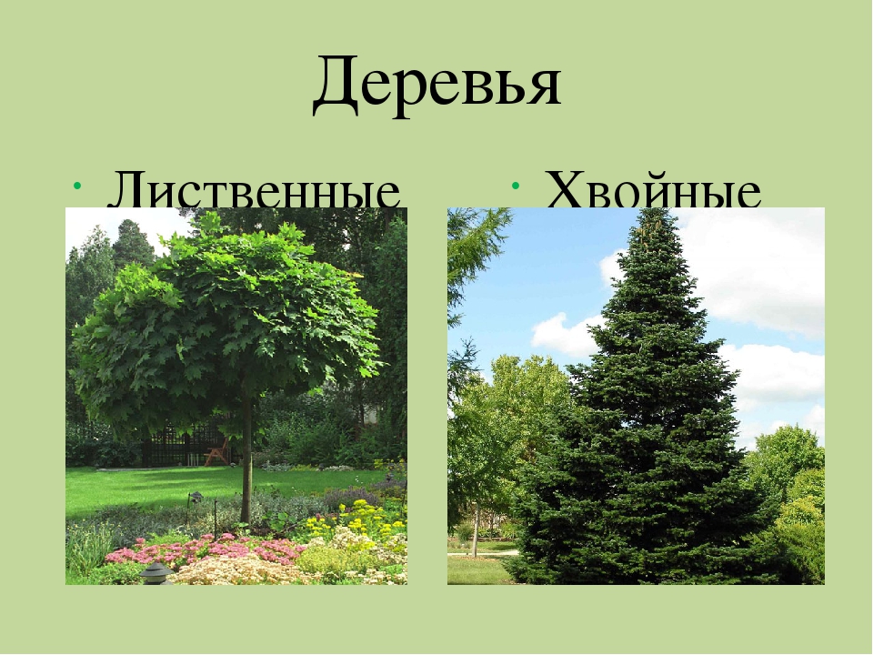 Хвойные деревья россии фото и названия