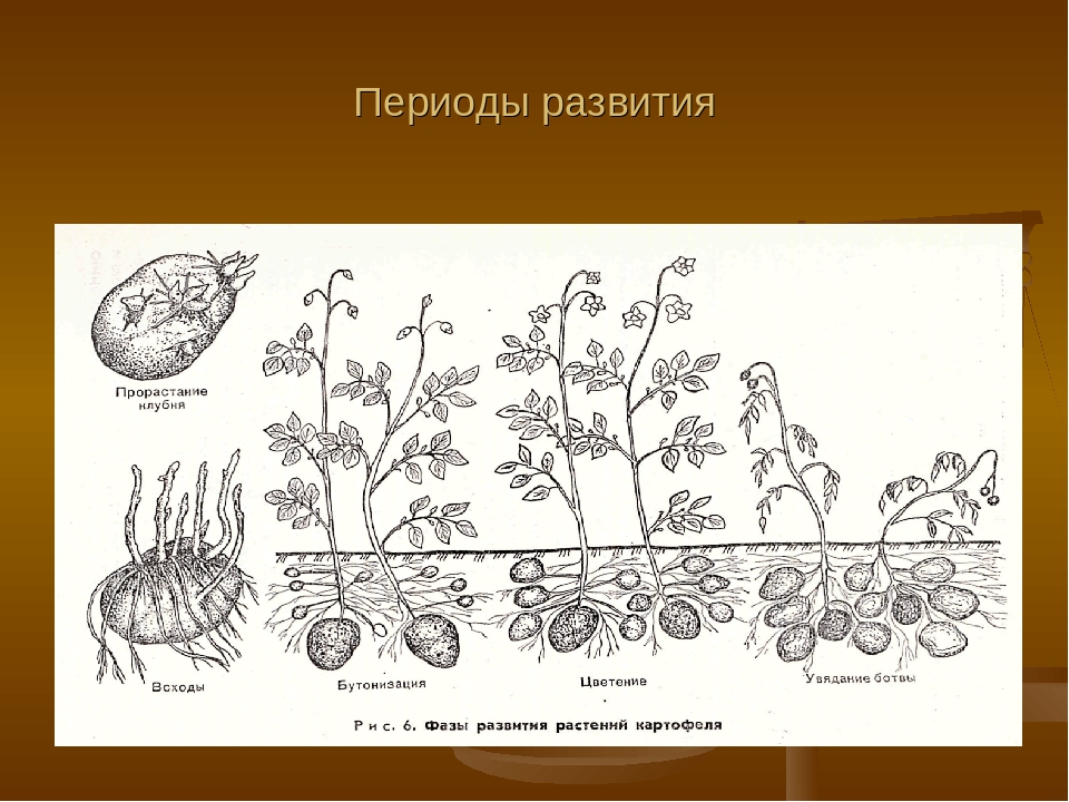 Схема роста картофеля в земле