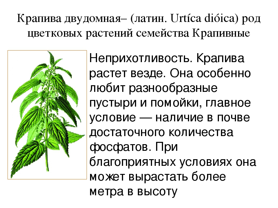 Крапива какая группа растений. Систематика растений крапива двудомная. Систематическая классификация крапивы. Род крапивы двудомной. Крапива таксономия.