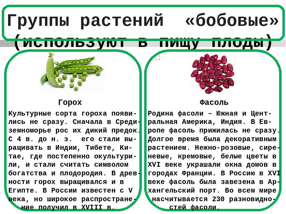 Створки фасоли полезные свойства