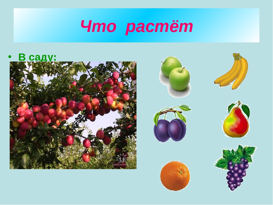 Презентация что растет. Что растет в саду. Картинка что растет в саду. Что растет в саду для детей. Фрукты которые растут в саду.