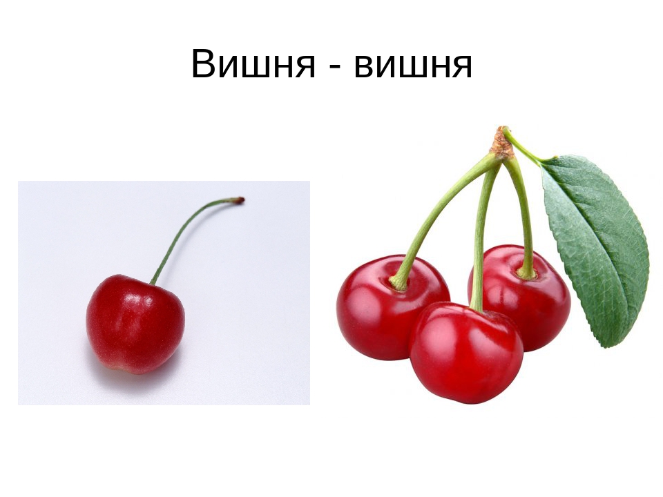 Плод вишни рисунок