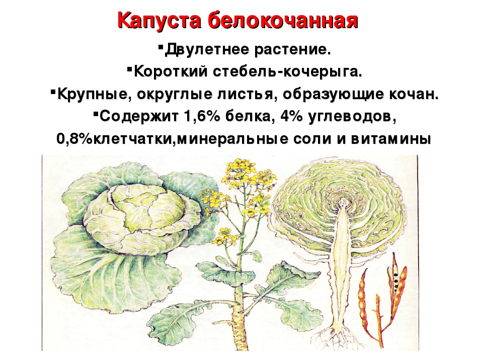 Крестоцветного растения капусты огородной