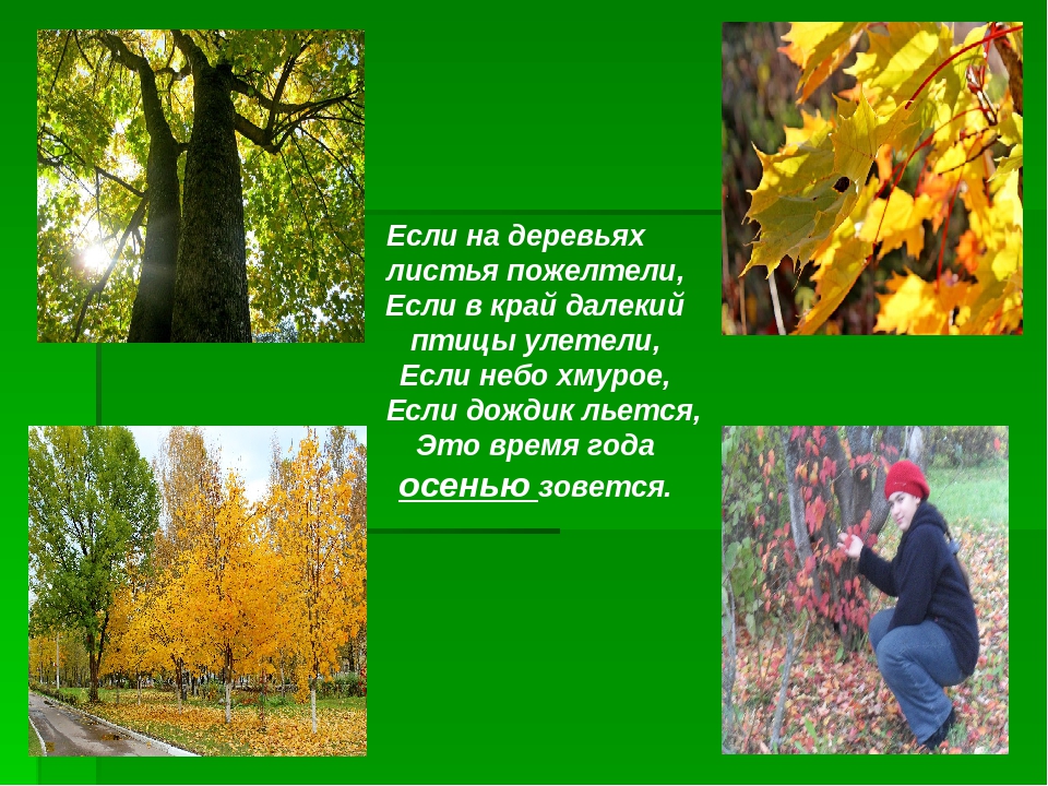 Наблюдение в жизни природы. Осенние изменения у растений. Изменения в природе осенью. Явления растений осенью. Сезонные изменения в живой природе осенью.
