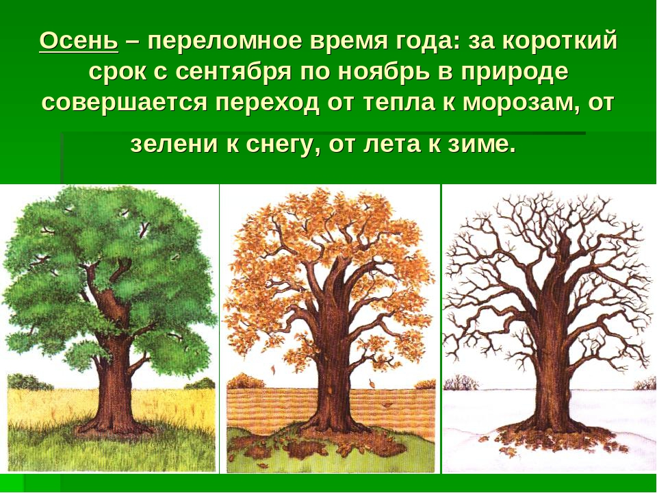 Сезонные изменения примеры 5 класс. Сезонные изменения деревьев. Сезонные явления в жизни растений. Сезонные осенние изменения в природе. Сезонные изменения растений осенью.