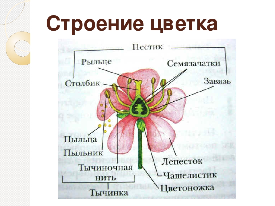 Чашелистик тычиночная нить рыльце покажите стрелками. Строение растений семейства розоцветных. Строение цветка растений семейства розоцветных. Строение цветка семейства розоцветных. Схема строения цветка розоцветных.