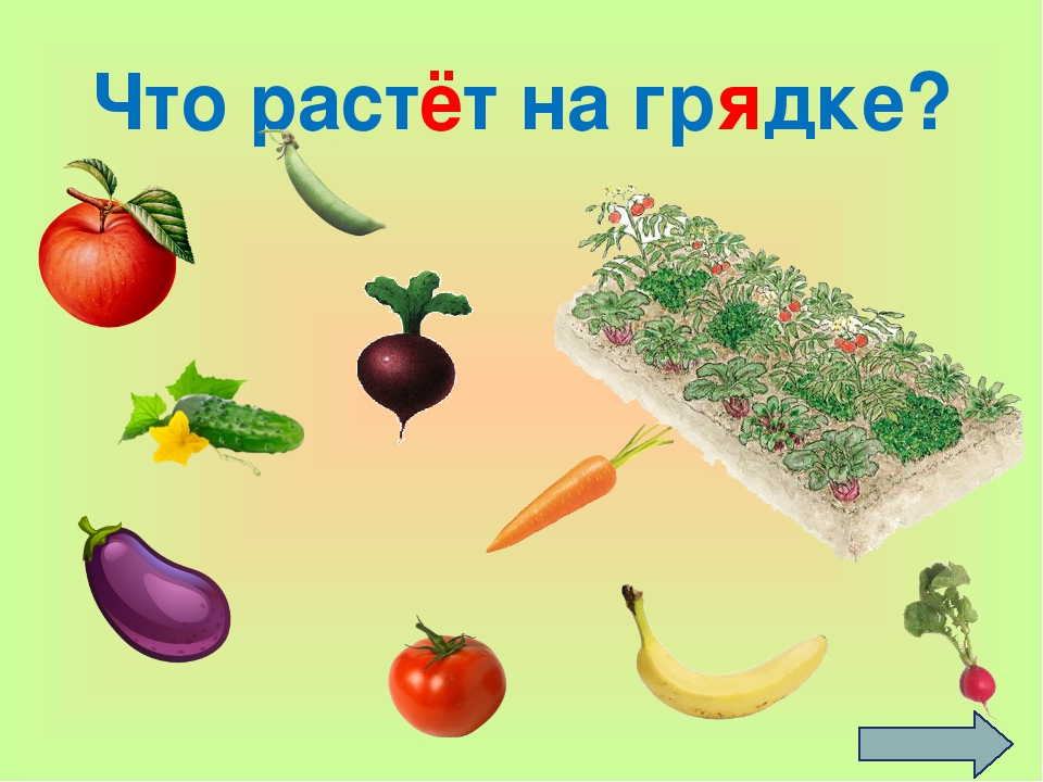 Картинка что растет на грядке