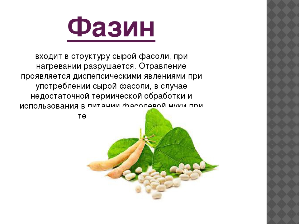 Можно ли есть фасоль. Фазин в фасоли. Отравление фазином. Фазин сырой фасоли. Отравление фасолью.