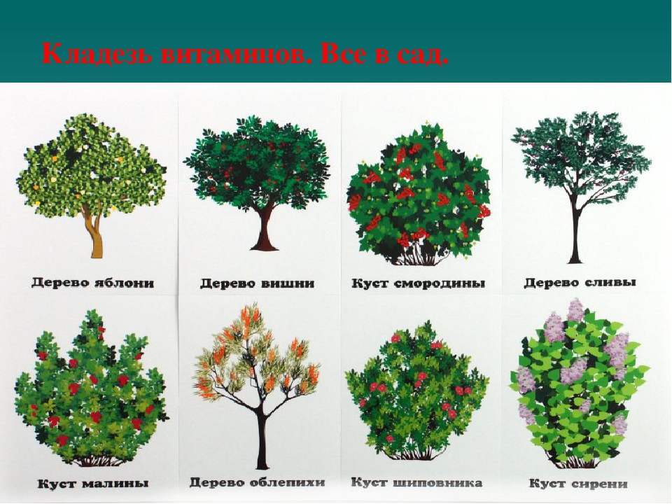 Какие группы деревьев. Кустарники названия. Деревья и кустарники для дошкольников. Кусты деревья для дошкольника. Виды кустарников.