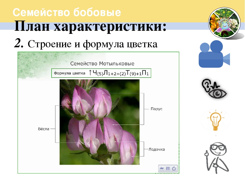 Семейство Мотыльковые бобовые формула цветка. Семейство Мотыльковые бобовые диаграмма. Формула цветка бобовых 6 класс. Семейство Мотыльковые строение цветка формула.