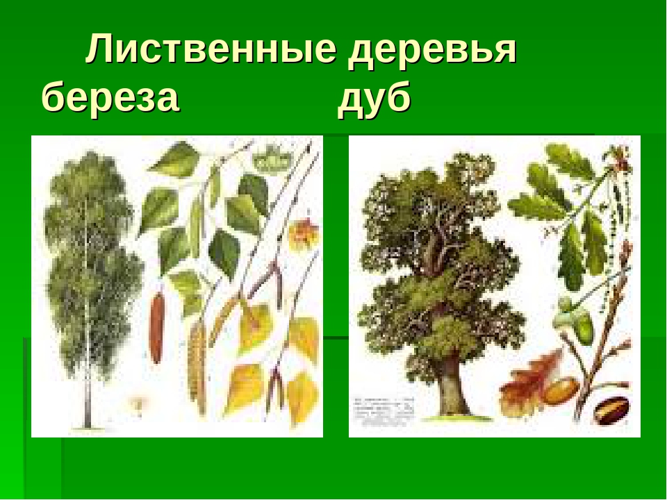 Лиственные деревья 2 класс. Лиственные деревья дуб и береза. Лиственные деревья береза. Лиственные деревья названия береза. Лиственные деревья презентация.